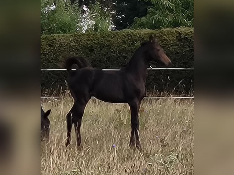 Hannoveraner Stute 2 Jahre 170 cm Schwarzbrauner in Mansfeld