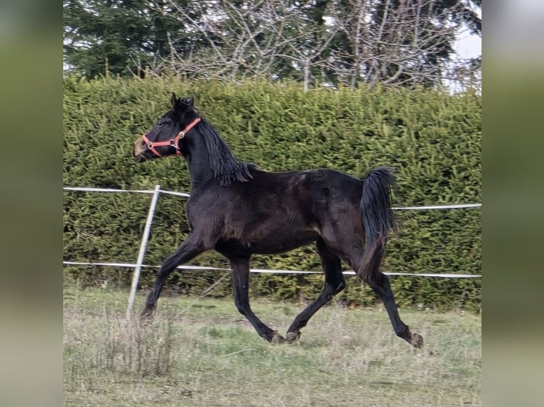 Hannoveraner Stute 2 Jahre 170 cm Schwarzbrauner in Mansfeld