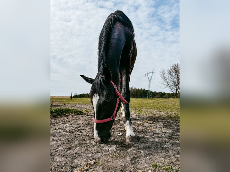 Hannoveraner Stute 2 Jahre 171 cm Rappe in Morsko