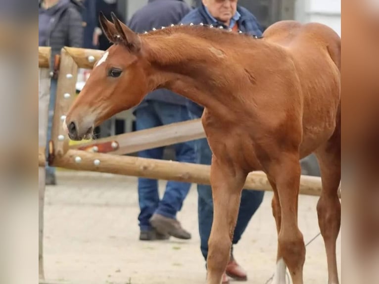 Hannoveraner Stute 2 Jahre 173 cm Brauner in Moorweg
