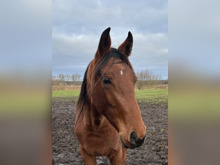 Hannoveraner Stute 2 Jahre 173 cm Brauner in Babenhausen