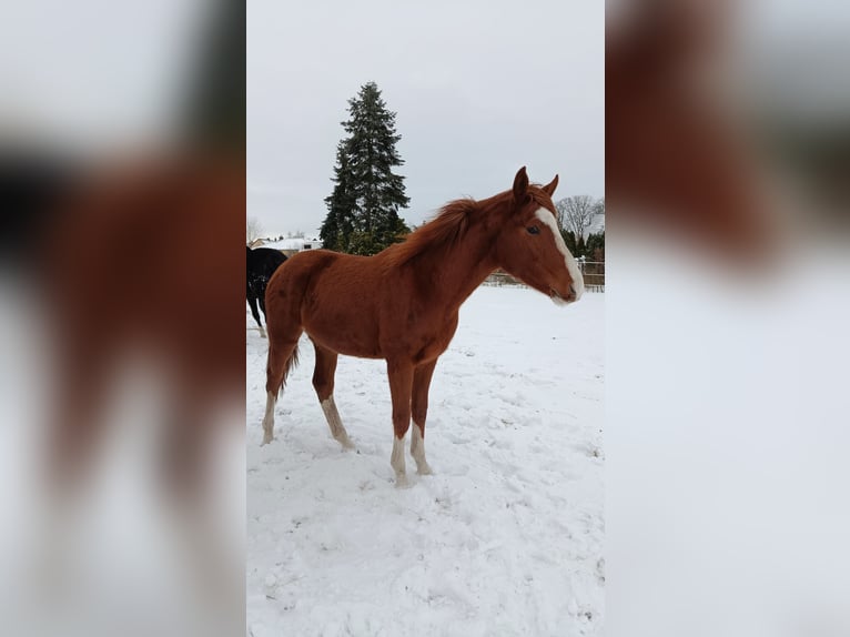 Hannoveraner Stute 2 Jahre Fuchs in Oebisfelde