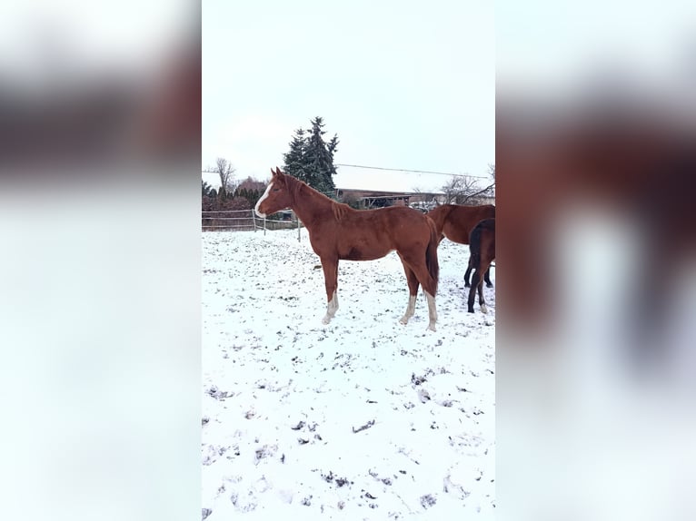 Hannoveraner Stute 2 Jahre Fuchs in Oebisfelde