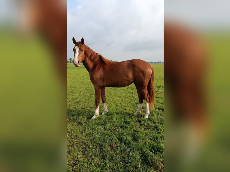 Hannoveraner Stute 2 Jahre Fuchs in Oebisfelde