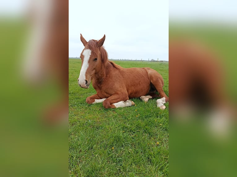 Hannoveraner Stute 2 Jahre Fuchs in Oebisfelde