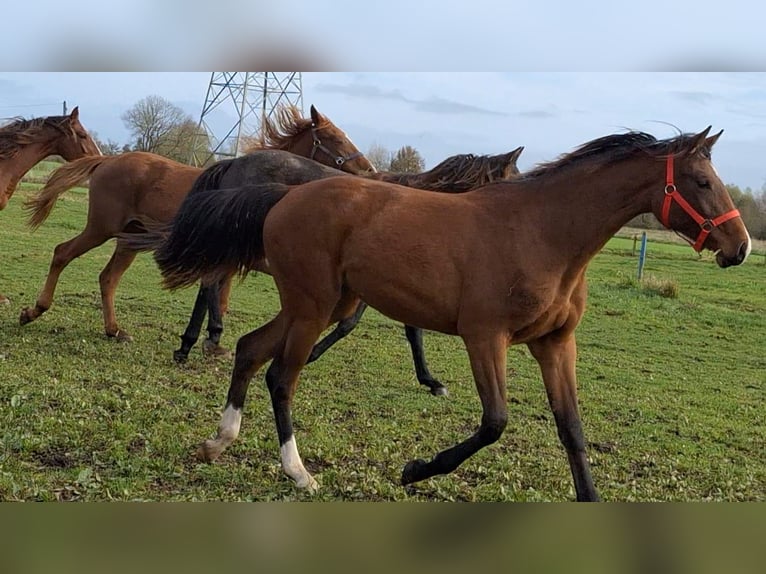 Hannoveraner Stute 2 Jahre in H&#xF6;rstel