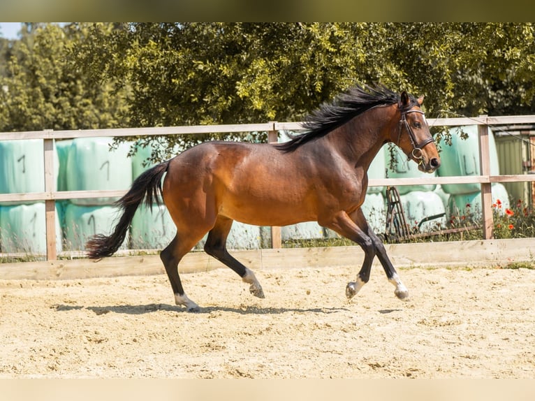 Hannoveraner Stute 3 Jahre 147 cm Brauner in Waldfeucht