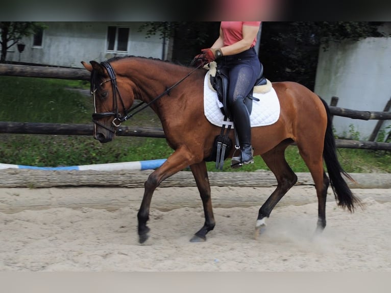 Hannoveraner Stute 3 Jahre 150 cm Brauner in Simmerath