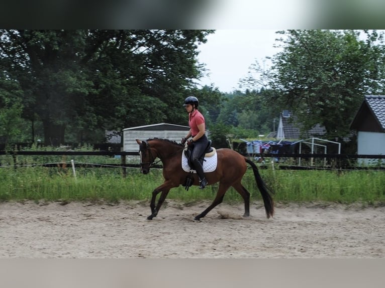 Hannoveraner Stute 3 Jahre 150 cm Brauner in Simmerath