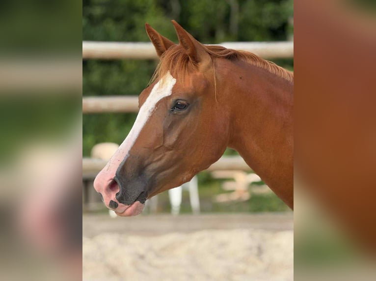 Hannoveraner Stute 3 Jahre 152 cm Fuchs in Marne