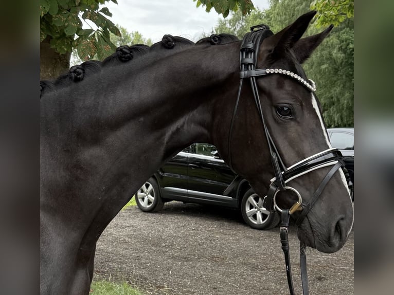 Hannoveraner Stute 3 Jahre 155 cm Rappe in Deinste