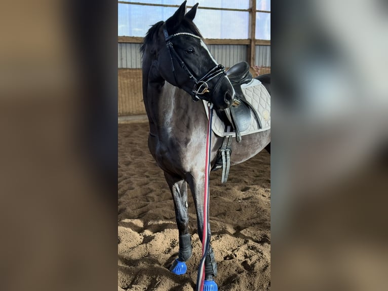 Hannoveraner Stute 3 Jahre 155 cm Rappe in Deinste