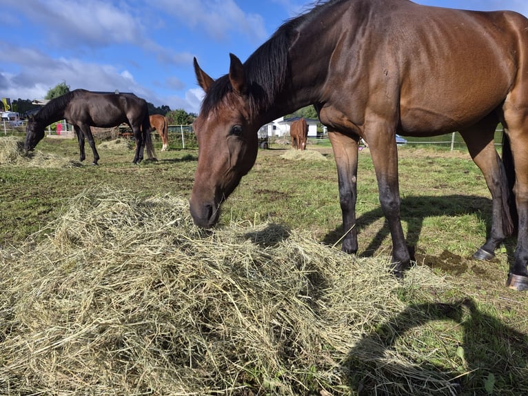 Hannoveraner Stute 3 Jahre 157 cm Brauner in Bad Grund (Harz)Gittelde