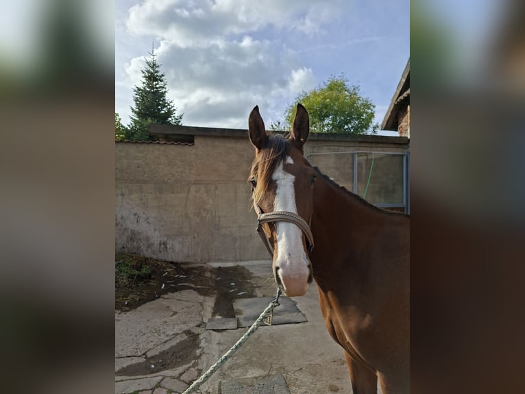 Hannoveraner Stute 3 Jahre 157 cm Brauner in Bockenem