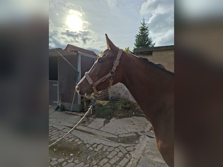 Hannoveraner Stute 3 Jahre 157 cm Brauner in Bockenem