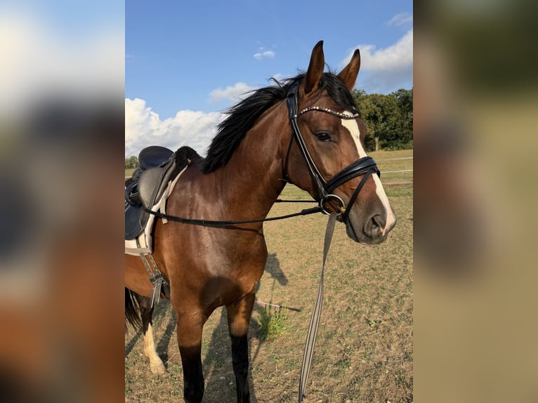 Hannoveraner Stute 3 Jahre 157 cm Dunkelbrauner in Bad Waldsee