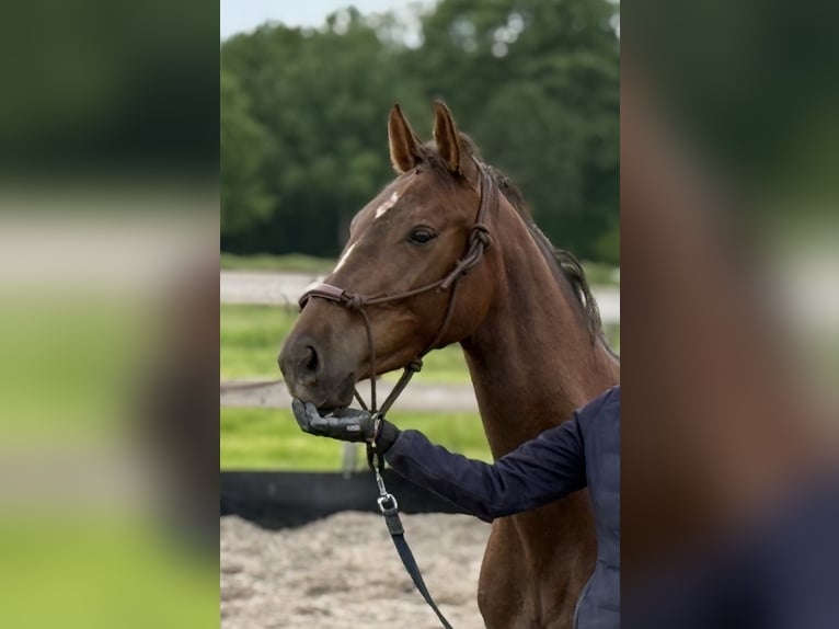 Hannoveraner Stute 3 Jahre 157 cm Fuchs in Stiphout