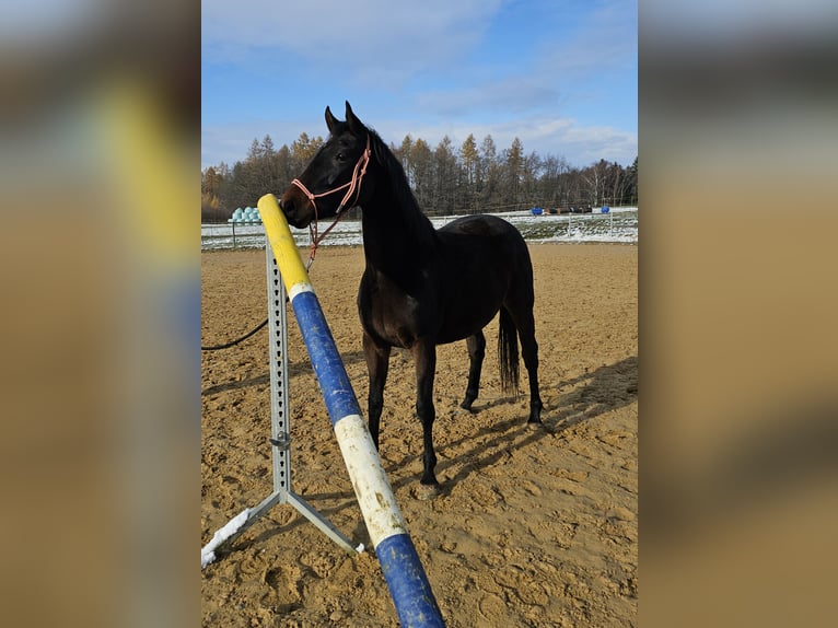 Hannoveraner Stute 3 Jahre 158 cm Brauner in Oelsnitz