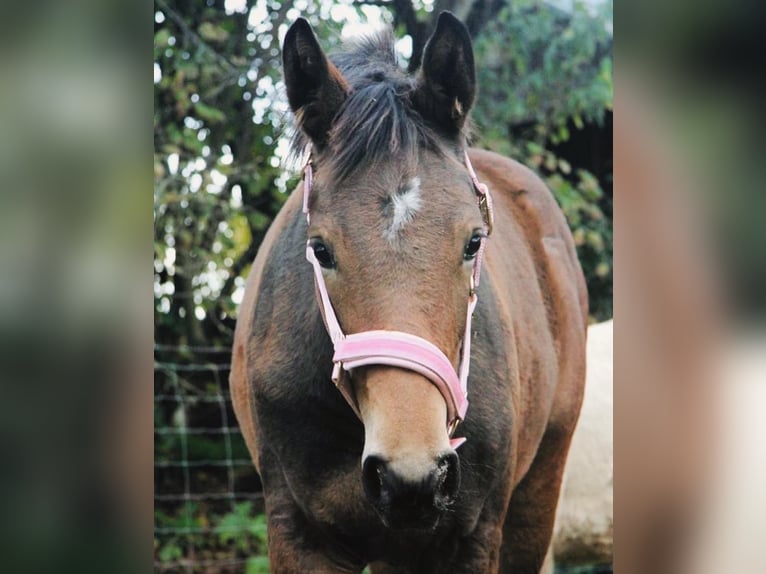 Hannoveraner Stute 3 Jahre 158 cm Brauner in Hockenheim