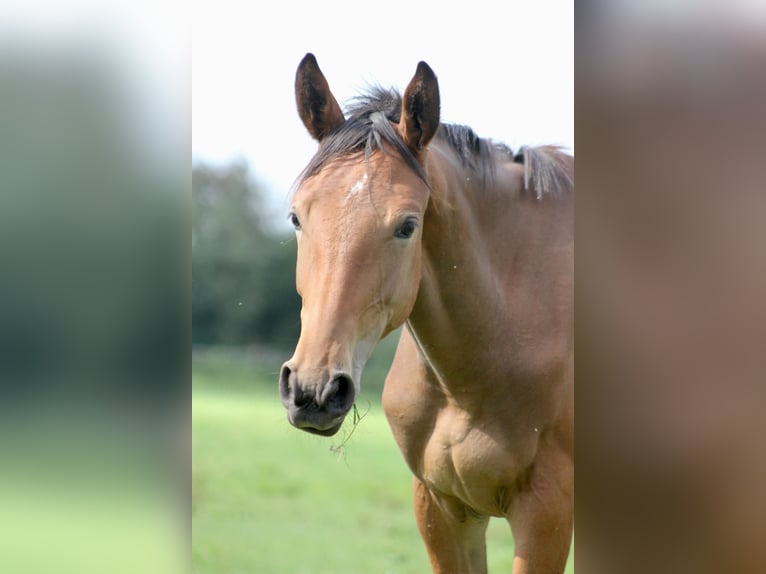 Hannoveraner Stute 3 Jahre 158 cm Brauner in Hockenheim