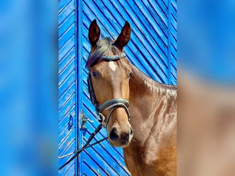 Hannoveraner Stute 3 Jahre 158 cm Dunkelbrauner in Laubach