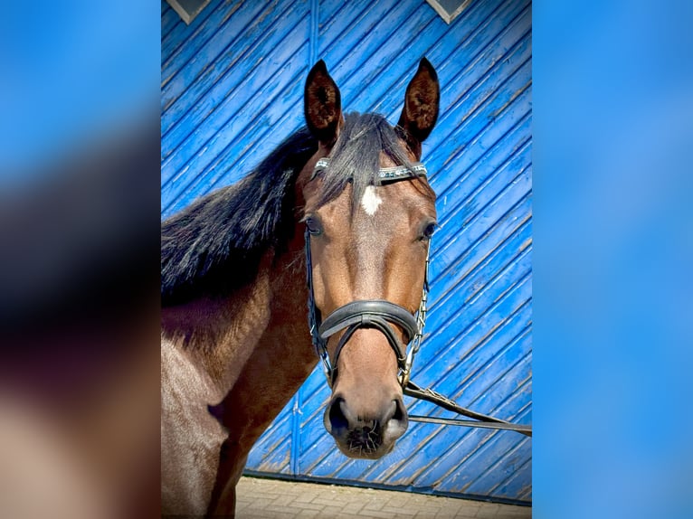 Hannoveraner Stute 3 Jahre 158 cm Dunkelbrauner in Laubach
