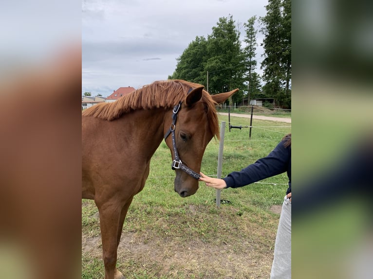 Hannoveraner Stute 3 Jahre 158 cm Fuchs in Falkensee