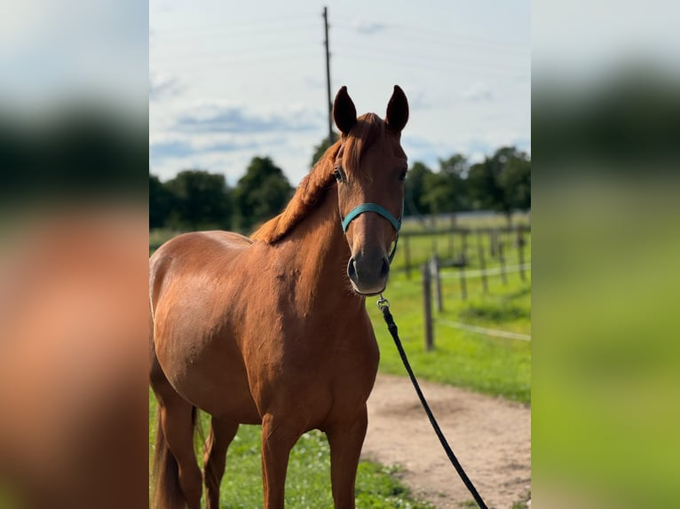 Hannoveraner Stute 3 Jahre 158 cm Fuchs in Falkensee