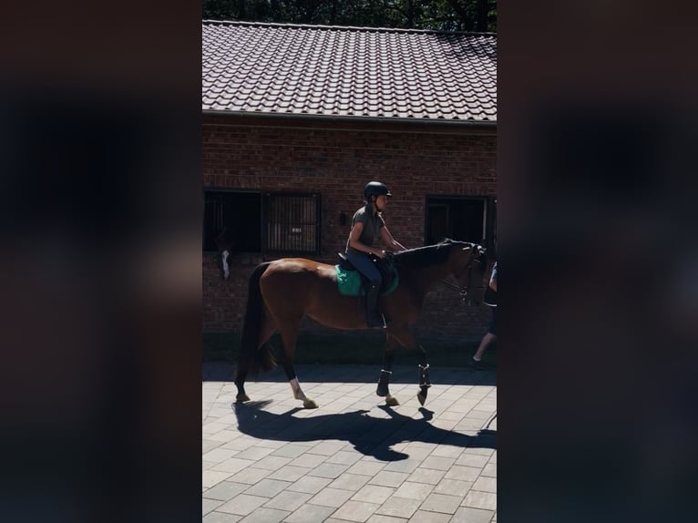 Hannoveraner Stute 3 Jahre 160 cm Brauner in Voltlage