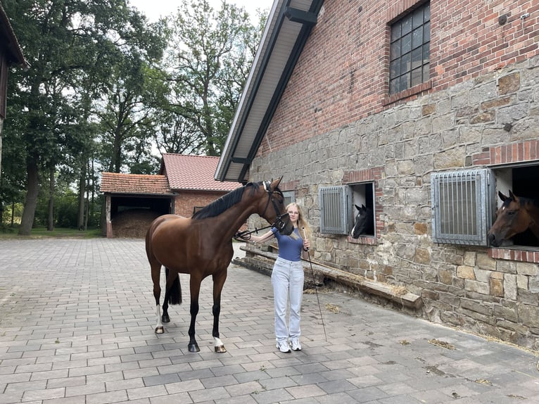 Hannoveraner Stute 3 Jahre 160 cm Brauner in Voltlage