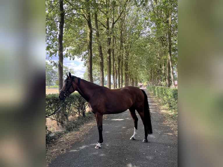 Hannoveraner Stute 3 Jahre 160 cm Brauner in Voltlage