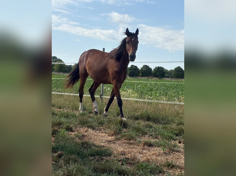 Hannoveraner Stute 3 Jahre 160 cm Brauner in Rommerskirchen