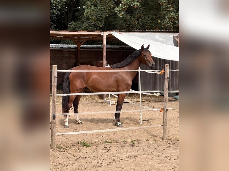 Hannoveraner Stute 3 Jahre 160 cm Brauner in Rommerskirchen