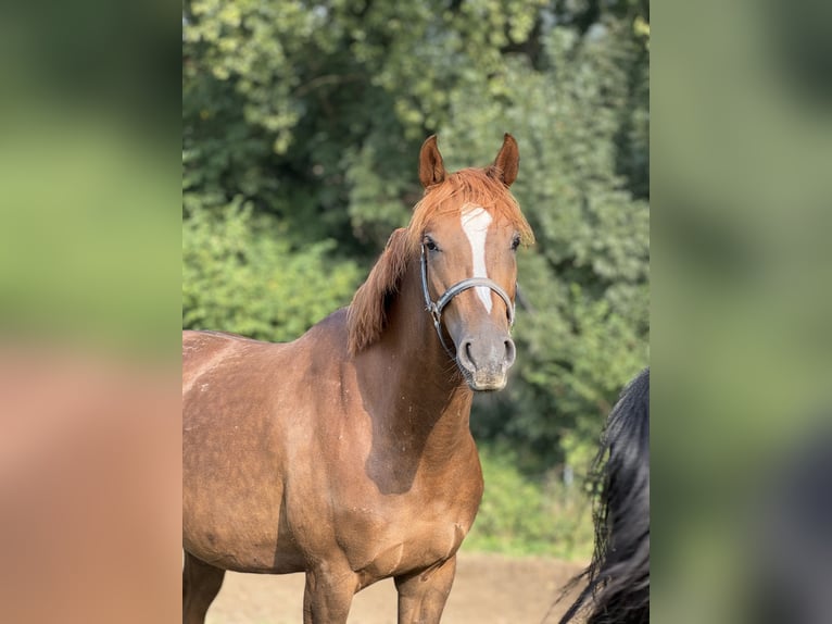 Hannoveraner Stute 3 Jahre 160 cm Dunkelfuchs in Düsseldorf