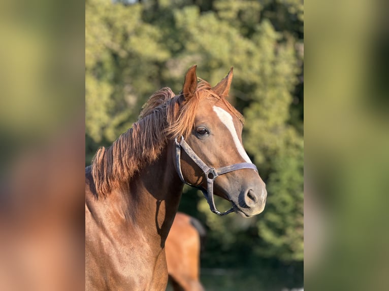 Hannoveraner Stute 3 Jahre 160 cm Dunkelfuchs in Düsseldorf