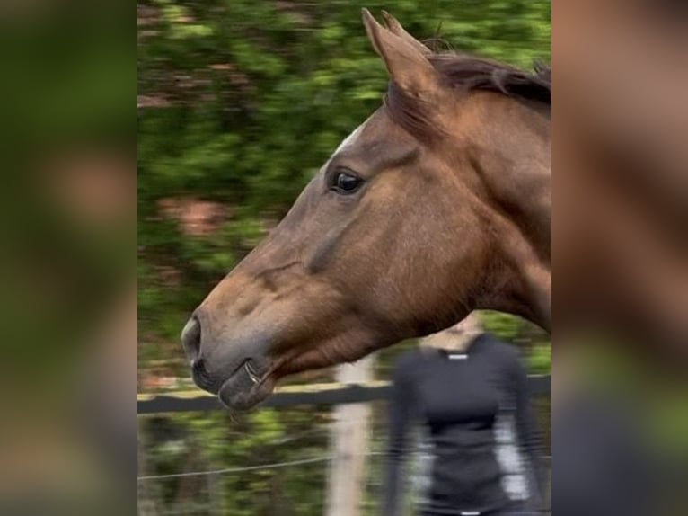 Hannoveraner Stute 3 Jahre 160 cm Dunkelfuchs in Petershagen