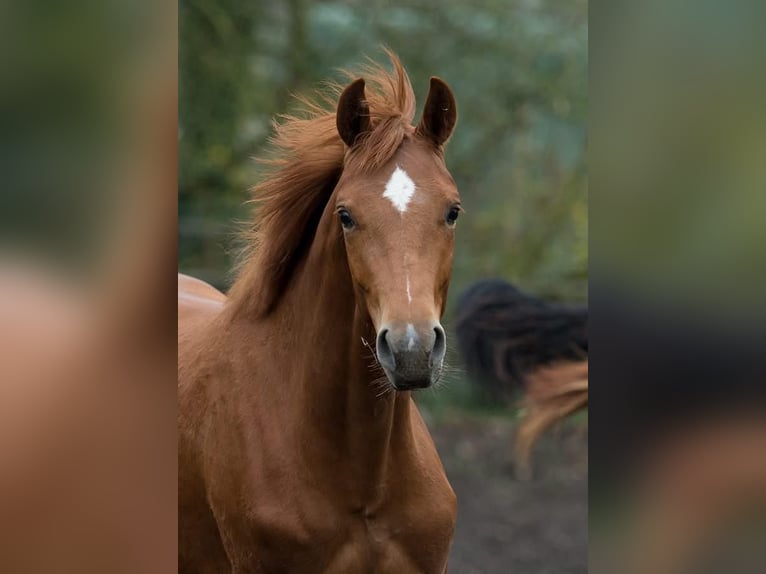 Hannoveraner Stute 3 Jahre 160 cm Fuchs in Lilienthal