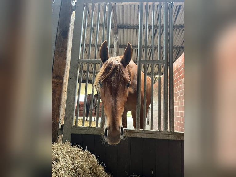 Hannoveraner Stute 3 Jahre 160 cm Fuchs in Varrel