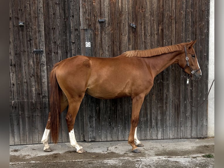 Hannoveraner Mix Stute 3 Jahre 160 cm Fuchs in Langenau