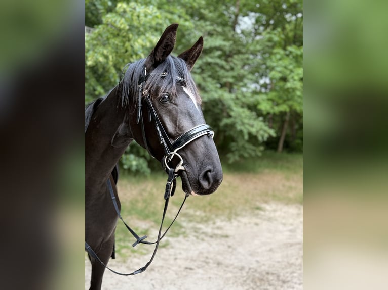 Hannoveraner Stute 3 Jahre 160 cm Rappe in Uplengen