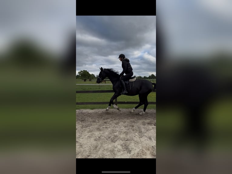 Hannoveraner Stute 3 Jahre 160 cm Rappe in Uplengen