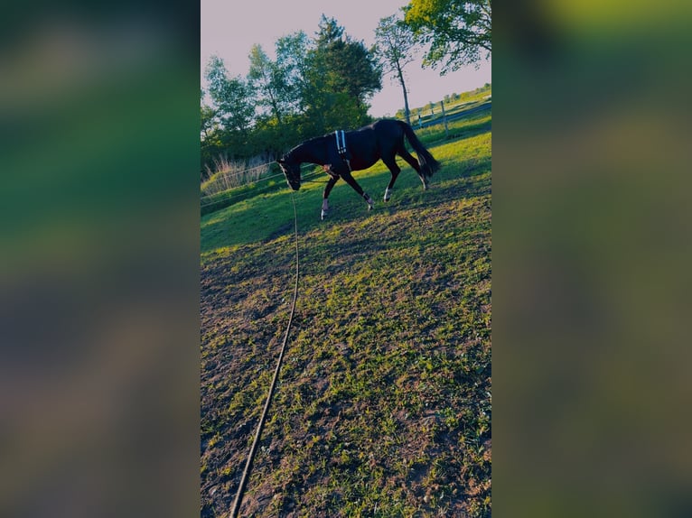 Hannoveraner Stute 3 Jahre 160 cm Rappe in Uplengen