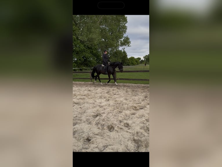 Hannoveraner Stute 3 Jahre 160 cm Rappe in Uplengen