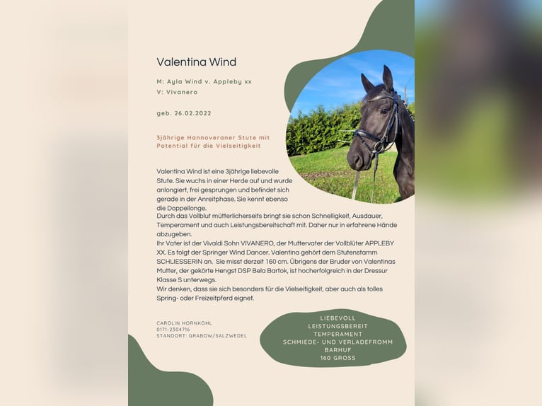 Hannoveraner Stute 3 Jahre 160 cm Rappe in Salzwedel