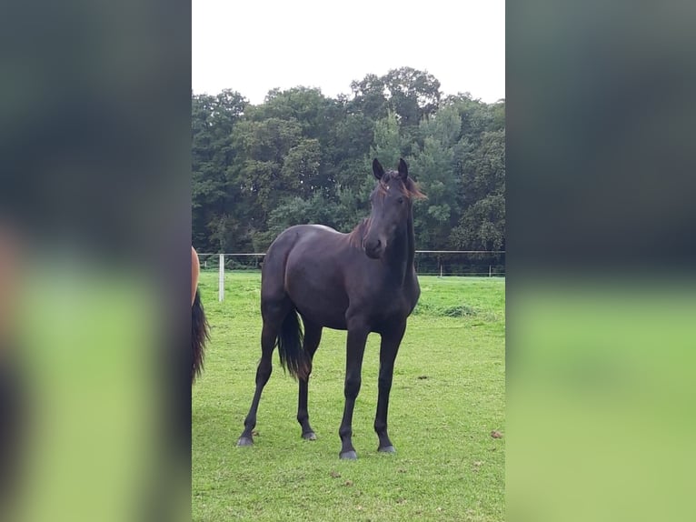 Hannoveraner Stute 3 Jahre 160 cm Rappe in Salzwedel