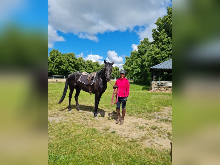 Hannoveraner Stute 3 Jahre 160 cm Rappe in Salzwedel