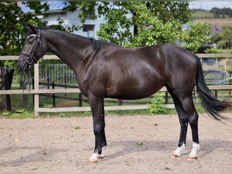 Hannoveraner Stute 3 Jahre 160 cm Schwarzbrauner in Malsfeld