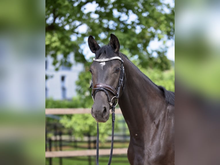 Hannoveraner Stute 3 Jahre 160 cm Schwarzbrauner in Malsfeld