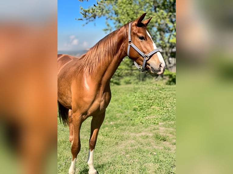 Hannoveraner Stute 3 Jahre 161 cm Fuchs in Kubsch&#xFC;tz