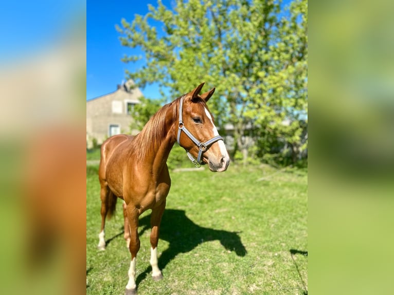 Hannoveraner Stute 3 Jahre 161 cm Fuchs in Kubsch&#xFC;tz